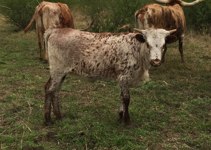 photogallery/img/longhorns/Cayenne%20Pepper.png